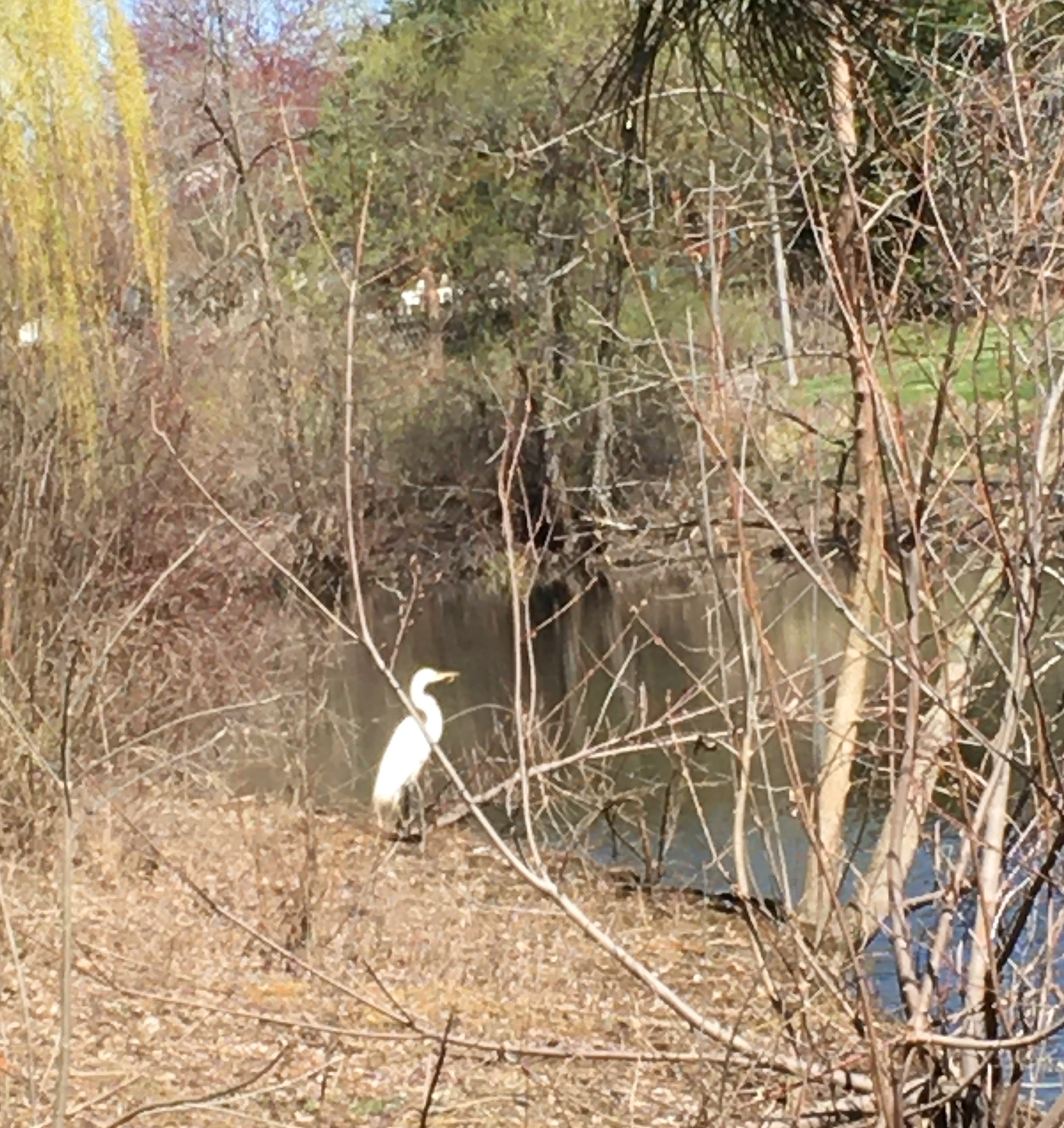 great egret picture